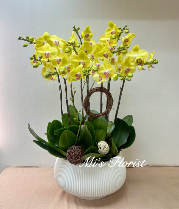 蝴蝶蘭花 - 10菖