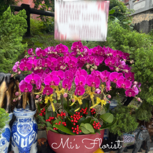 18菖蝴蝶蘭 - 開張蘭花