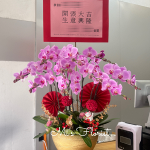 開張蝴蝶蘭 - 10菖粉冠軍（免費送貨）