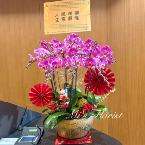 開張蝴蝶蘭 - 10菖藏寶圖（免費送貨）