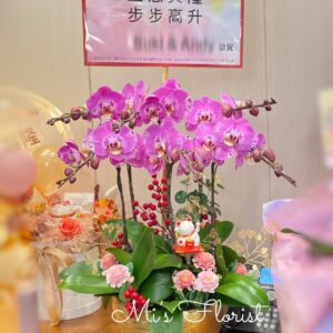 開張蝴蝶蘭 – 6菖藏寶圖（新界九龍區免費送貨）