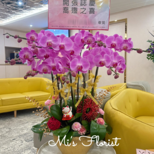 開張蝴蝶蘭 – 8菖粉冠軍（免費送貨）