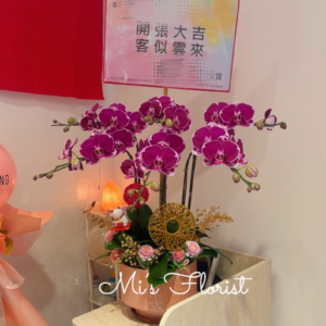 開張蝴蝶蘭 – 6菖粉冠軍（新界九龍區免費送貨）