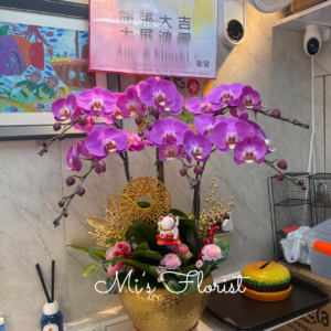 開張蝴蝶蘭 – 6菖粉色藏寶圖（新界九龍區免費送貨）