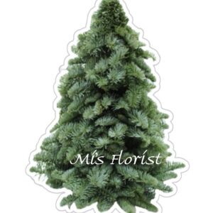 荷蘭直送貴族松聖誕樹（裸樹早鳥優惠）